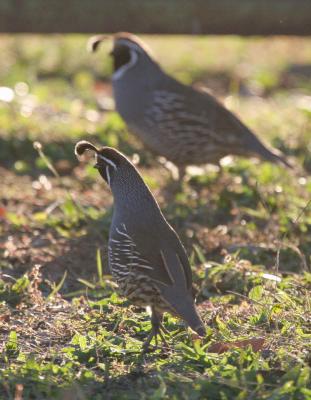 10-13 quail   e 0541.jpg