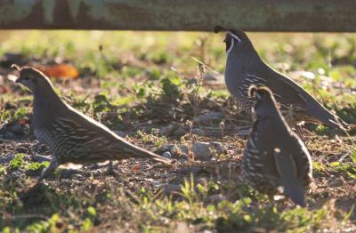 10-13 quail  e 0542.jpg