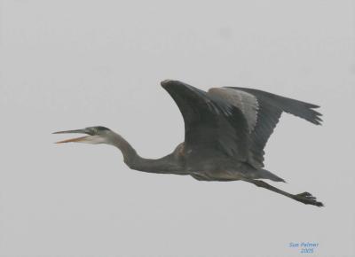 2-25 heron 6971.jpg