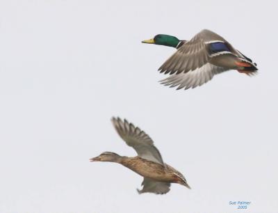 2-25 mallards 7014.jpg