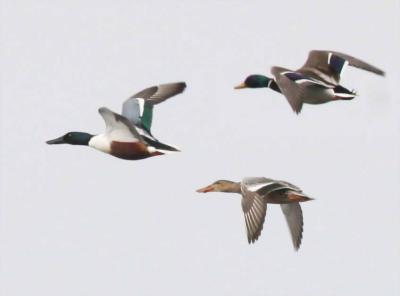 2-25 shovelers + 7023.jpg