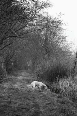 2-25 outer dike bw 6895.jpg