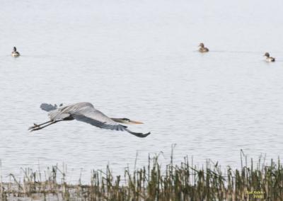 3-6 heron 2585.jpg