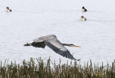 3-6 heron 2587.jpg