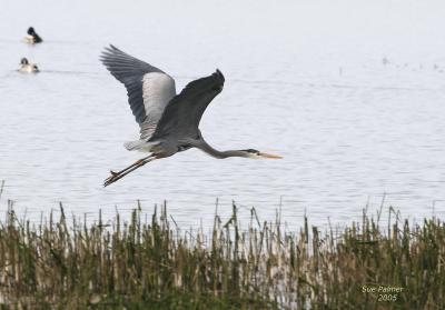 3-6 heron 2588.jpg