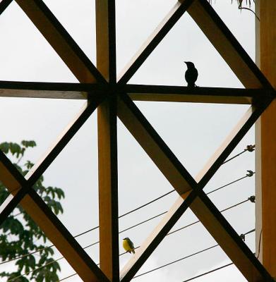 Birds' View