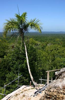 u39/sveetzel/medium/39428917.TIKyaxhapalm6826.jpg