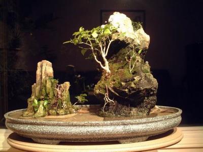 Bonsai and Inside Surrounding