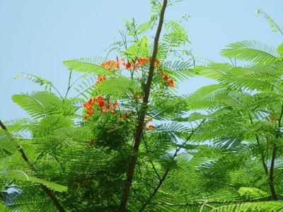 u39/tamlinh/medium/32421529.PhuongVi2.jpg