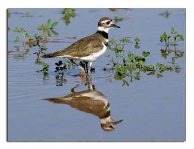 u39/tammie_and_russ/medium/39422088.Killdeer1.jpg