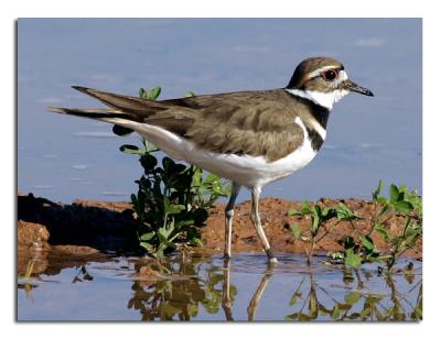 u39/tammie_and_russ/medium/39422093.Killdeer2.jpg