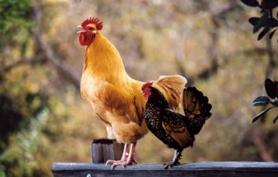 roosters