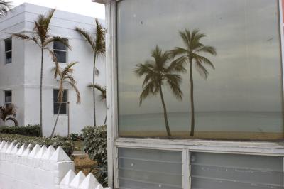 Palm Window.jpg