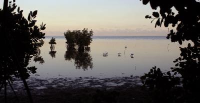 Florida swamp