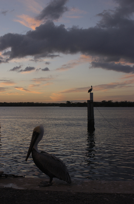 Pelican