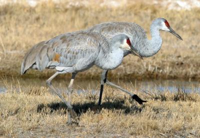 Sandhill Crane