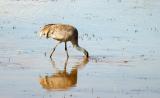 Sandhill Crane