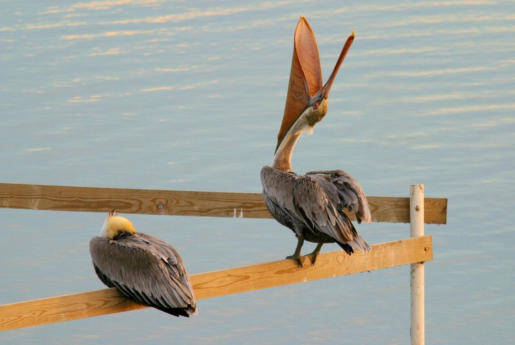 Pelicans at Port Aransas