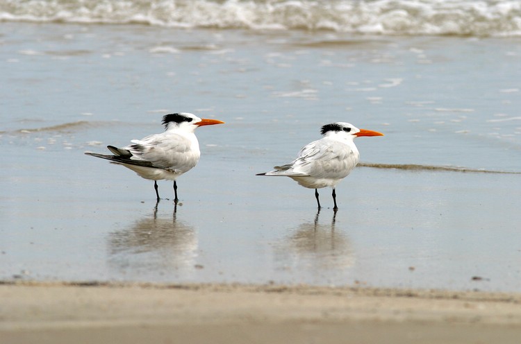 Padre Island National Park, Royal Tern (?)