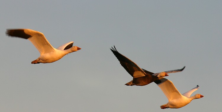 Snow geese