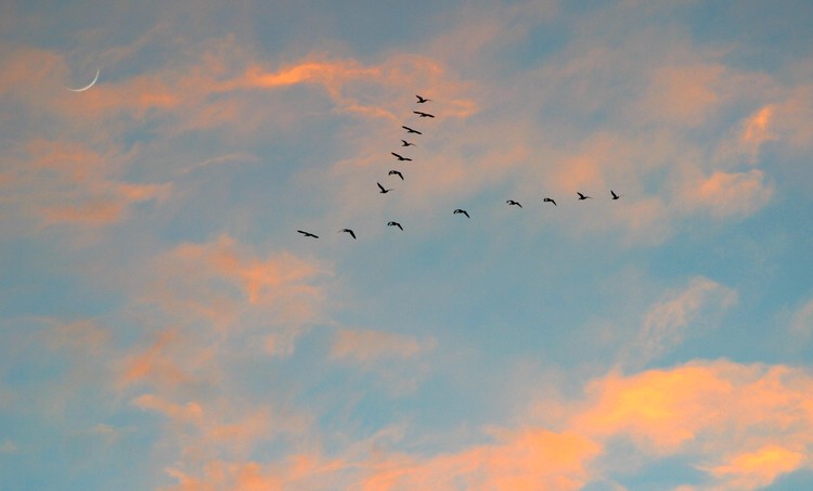 Bosque del Apache