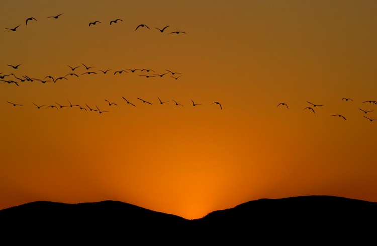 Bosque del Apache