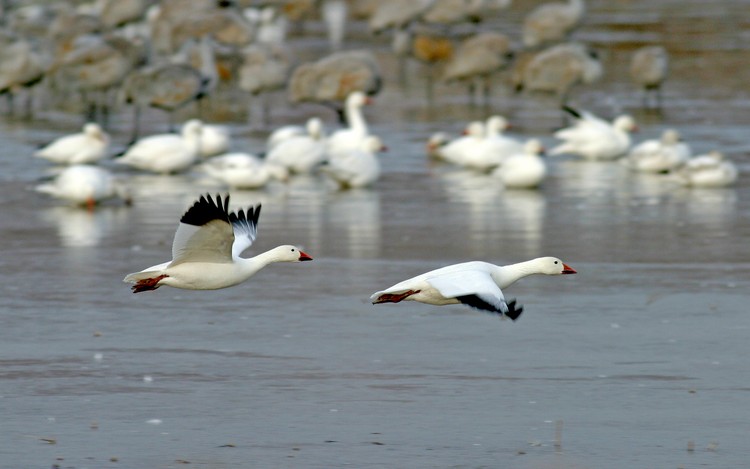 Snow Geese