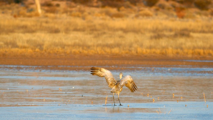Sandhill Crane