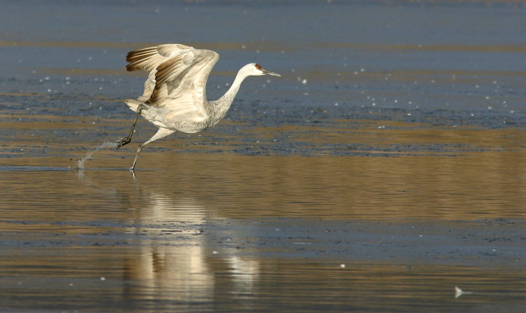 Sandhill Crane take-off