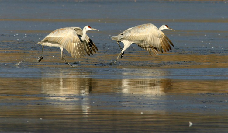 Sandhill Crane take-off