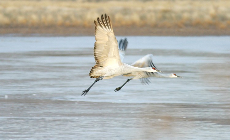 Sandhill Crane
