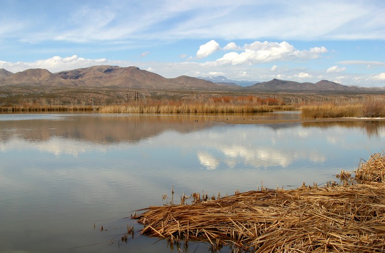 Bosque del Apache