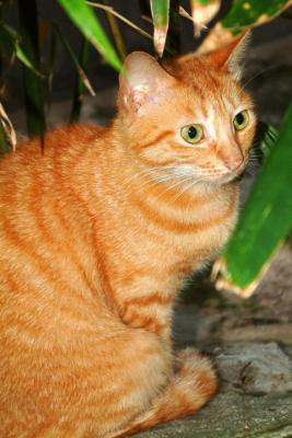 cat @T