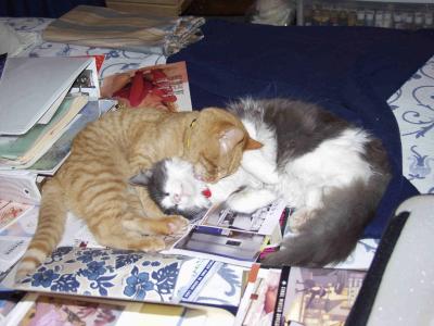Buddies