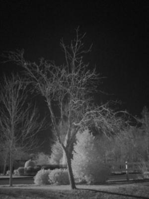 ir apple-sm1.jpg