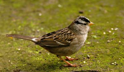 White-crowned Sparrow, Puget Sound, winter