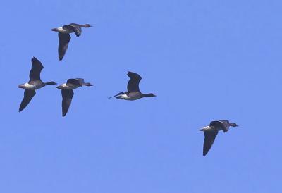 Greater White-fronted Geese