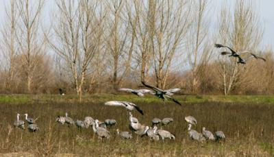 Sandhill Cranes