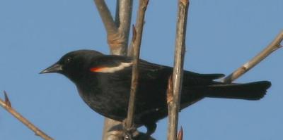 Tricolored Blackbird