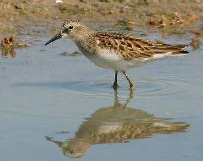 Least Sandpiper, juvenile