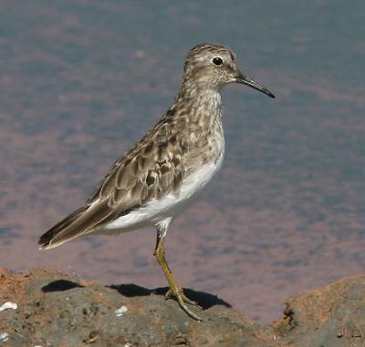 Least Sandpiper, molting, Fall