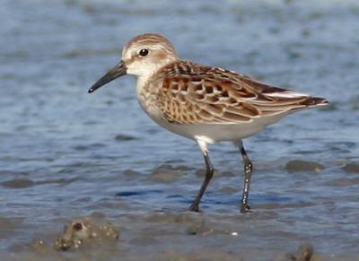 Western Sandpiper, juvenile