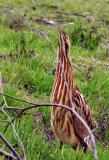 American Bittern