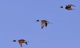 Northern Pintail