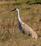 Sandhill Crane