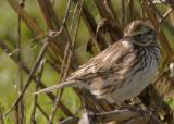 Savannah Sparrow