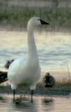 Tundra Swan