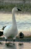 Tundra Swan