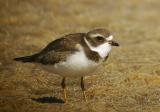 Semipalmated Plover, juvenile