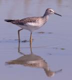 Lesser Yellowlegs, juvenile